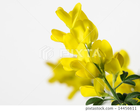 黃色公主gyakute 14456611