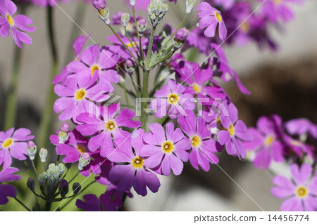 Spring flower Spring flower 14456774