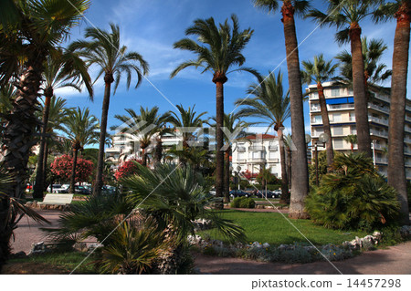 Palm trees on the Croisette in Cannes city Palm trees on the Croisette in Cannes city 14457298