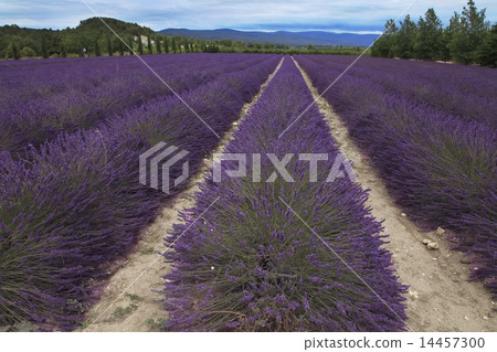 Lavender field in the summer in Provence, France 14457300
