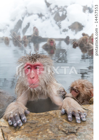 Enjoy a hot spring Osu snow monkey of the outdoor bath 14457553