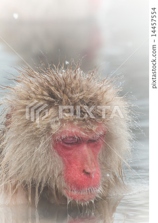 Snow monkey of the outdoor bath in a hot spring 14457554