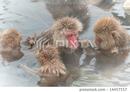 All the family members. Osuru-san oko snow monkey of the outdoor bath All the family members. Osuru-san oko snow monkey of the outdoor bath 14457557