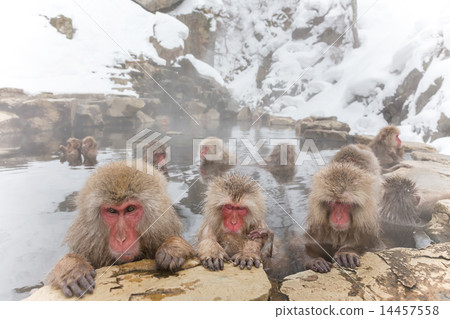 Everyone sleeping in a hot spring. snow monkey of the outdoor bath Everyone sleeping in a hot spring. snow monkey of the outdoor bath 14457558