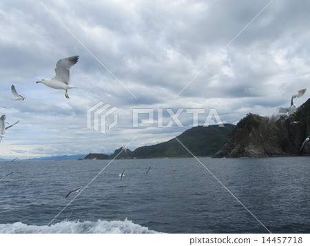 海鷗Ranbu（金角·積丹半島/北海道） 14457718