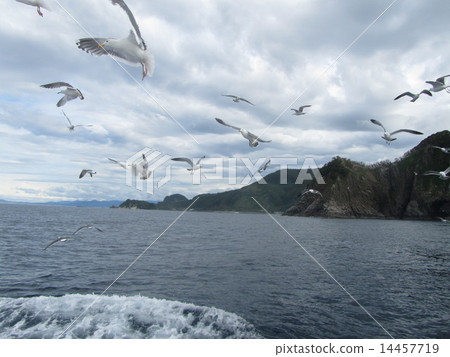 海鷗Ranbu(金角·積丹半島/北海道) 海鷗Ranbu(金角·積丹半島/北海道) 14457719