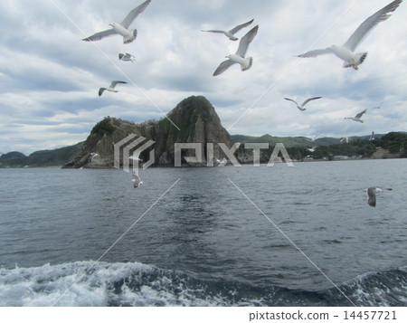 海鷗Ranbu(金角·積丹半島/北海道) 海鷗Ranbu(金角·積丹半島/北海道) 14457721