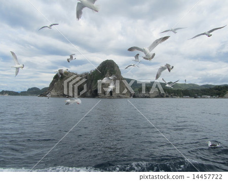 海鷗Ranbu（金角·積丹半島/北海道） 14457722