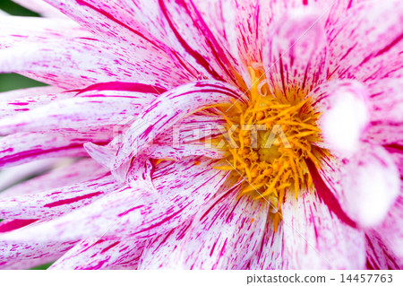 Dahlia closeup variety (dream fireworks) Dahlia closeup variety (dream fireworks) 14457763