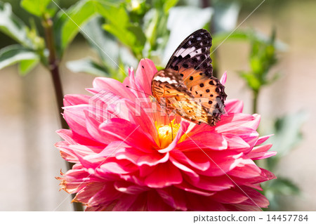 Shark's shoot and Dahlia (Autumn) 14457784