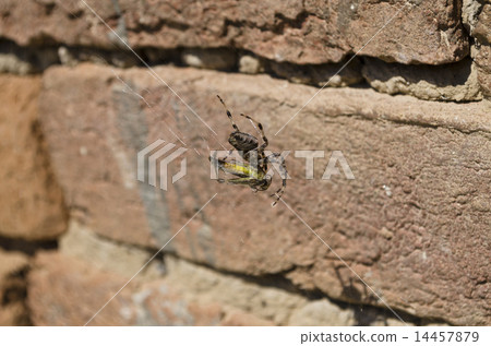 Spider and hers victim caught in the web  14457879