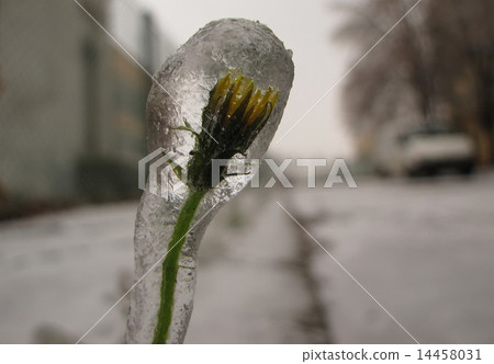 Wrapped in ice crystal 14458031