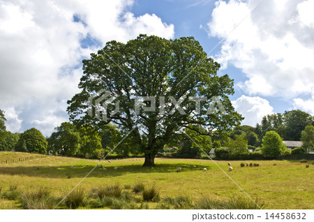 英國湖區溫德米爾 英國湖區溫德米爾 14458632