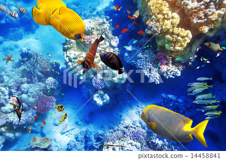 Underwater world with corals and tropical fish. 14458841