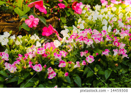 garden flowers 14459308