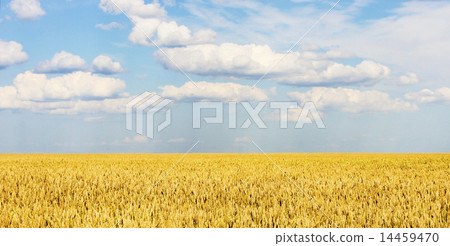 Grain field Grain field 14459470