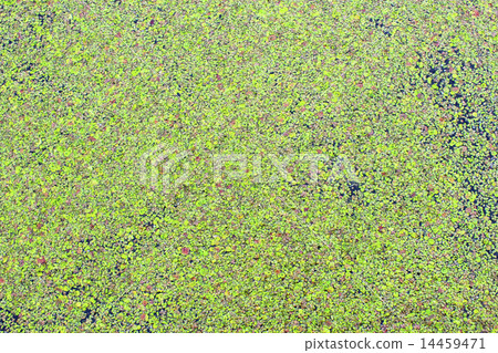 Green duckweed Green duckweed 14459471