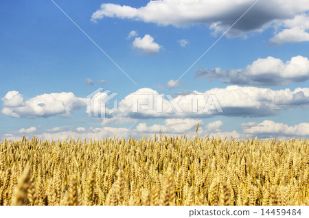 Rye field Rye field 14459484