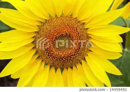 Sunflower 14459491