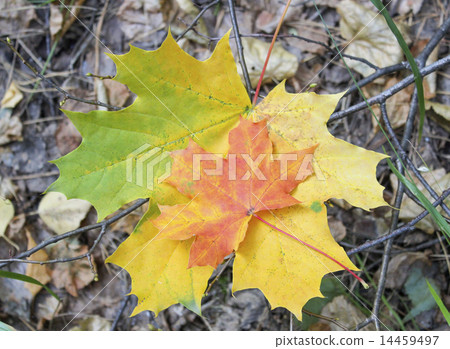 Two autumn maple leaves Two autumn maple leaves 14459497