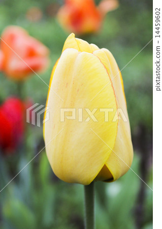 Yellow tulip Yellow tulip 14459602