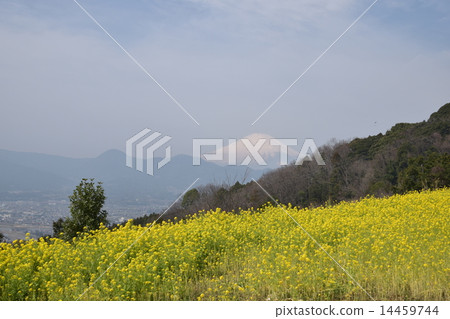 Scenery of Fujimi Mounds 14459744