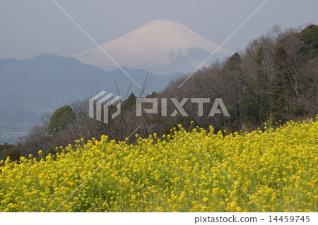 富士見土墩的風景 富士見土墩的風景 14459745