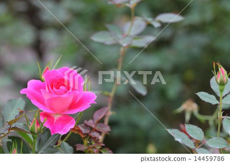 Care Free Wonder · Rose flower and rain drop Care Free Wonder · Rose flower and rain drop 14459786