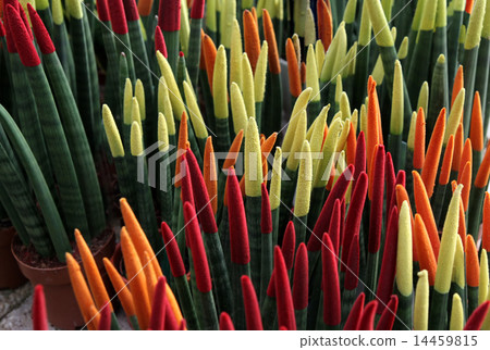 Sansevieria cylindrical Sansevieria cylindrical 14459815