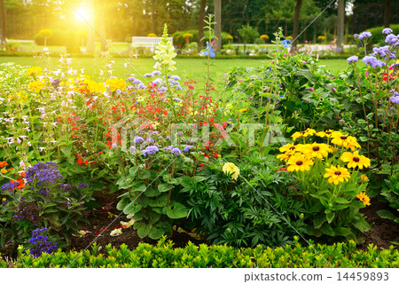 Multicolored flowerbed in park on sunny morning 14459893