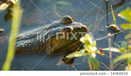 A bull frog sits in water in the sunshine. A bull frog sits in water in the sunshine. 14460026