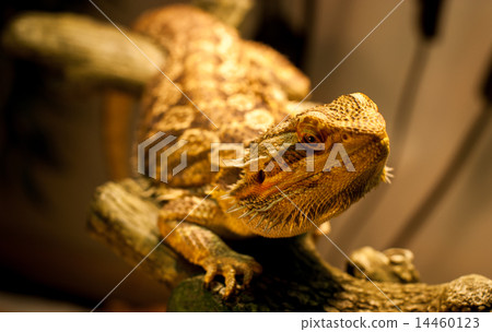 A bearded dragon warms himself on his perch. 14460123