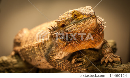 A bearded dragon warms himself on his perch. 14460124