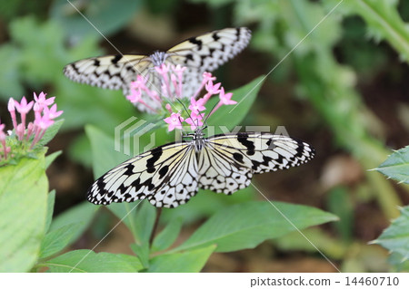 Yogo-jima's wormwood 14460710