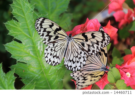 Yogo-jima's wormwood 14460711