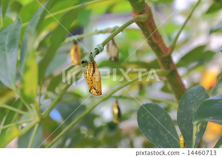 Pupa of Yufu Island 14460713