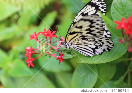 Yogo-jima's wormwood 14460714