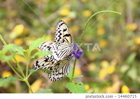 Yogo-jima's wormwood 14460715