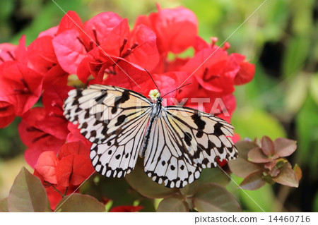 Yogo-jima's wormwood 14460716