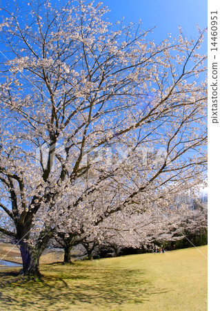Sakura flower image Sakura flower image 14460951