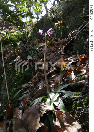 Shojo Bakama Shojo Bakama 14460971