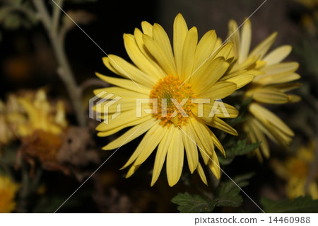 秋季Nogiku安魂曲 14460988