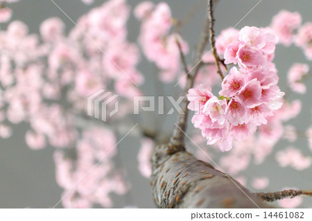 Anshyo Sakura 14461082