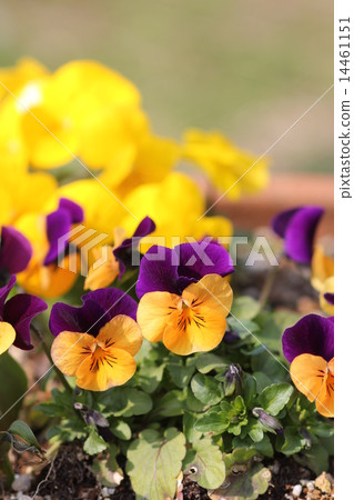 Viola flower 03 Viola flower 03 14461151