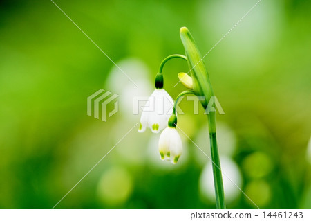 Lily of the valley 14461243