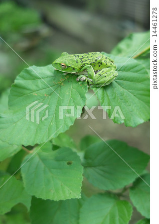 在葉子的一個困的Moriogael 14461278