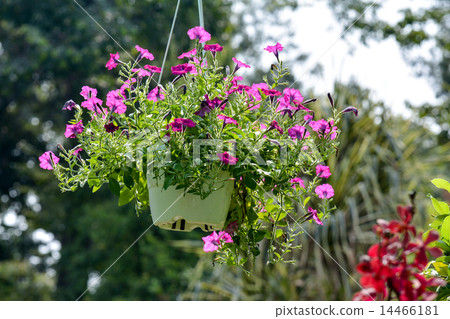 鳳仙花 鳳仙花 14466181