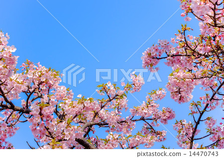 河津櫻花盛開 14470743