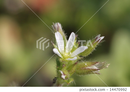 Dutch mimagna Dutch mimagna 14470992