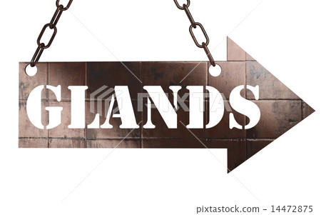 glands word on metal pointer glands word on metal pointer 14472875